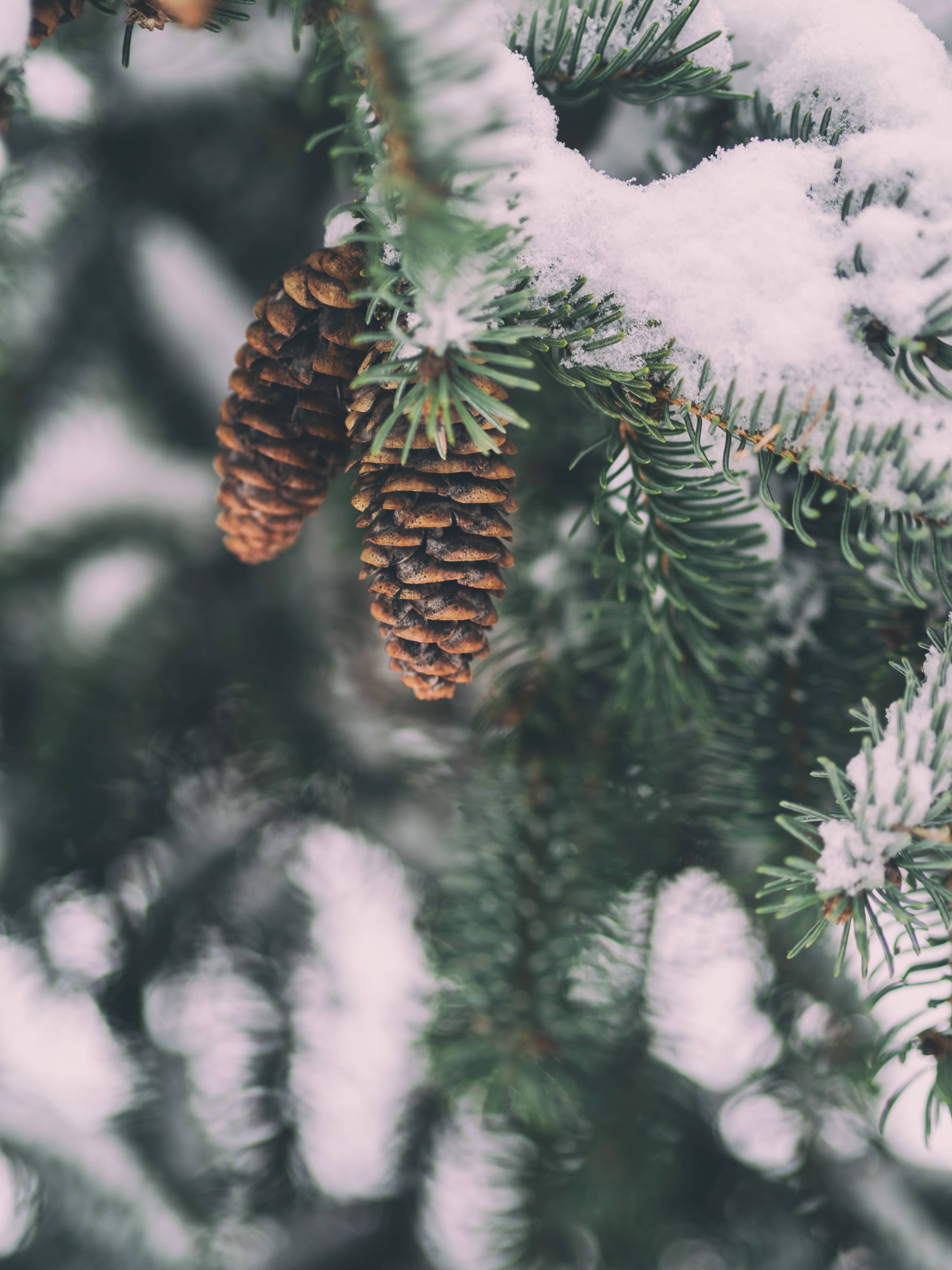 Sapin en hiver