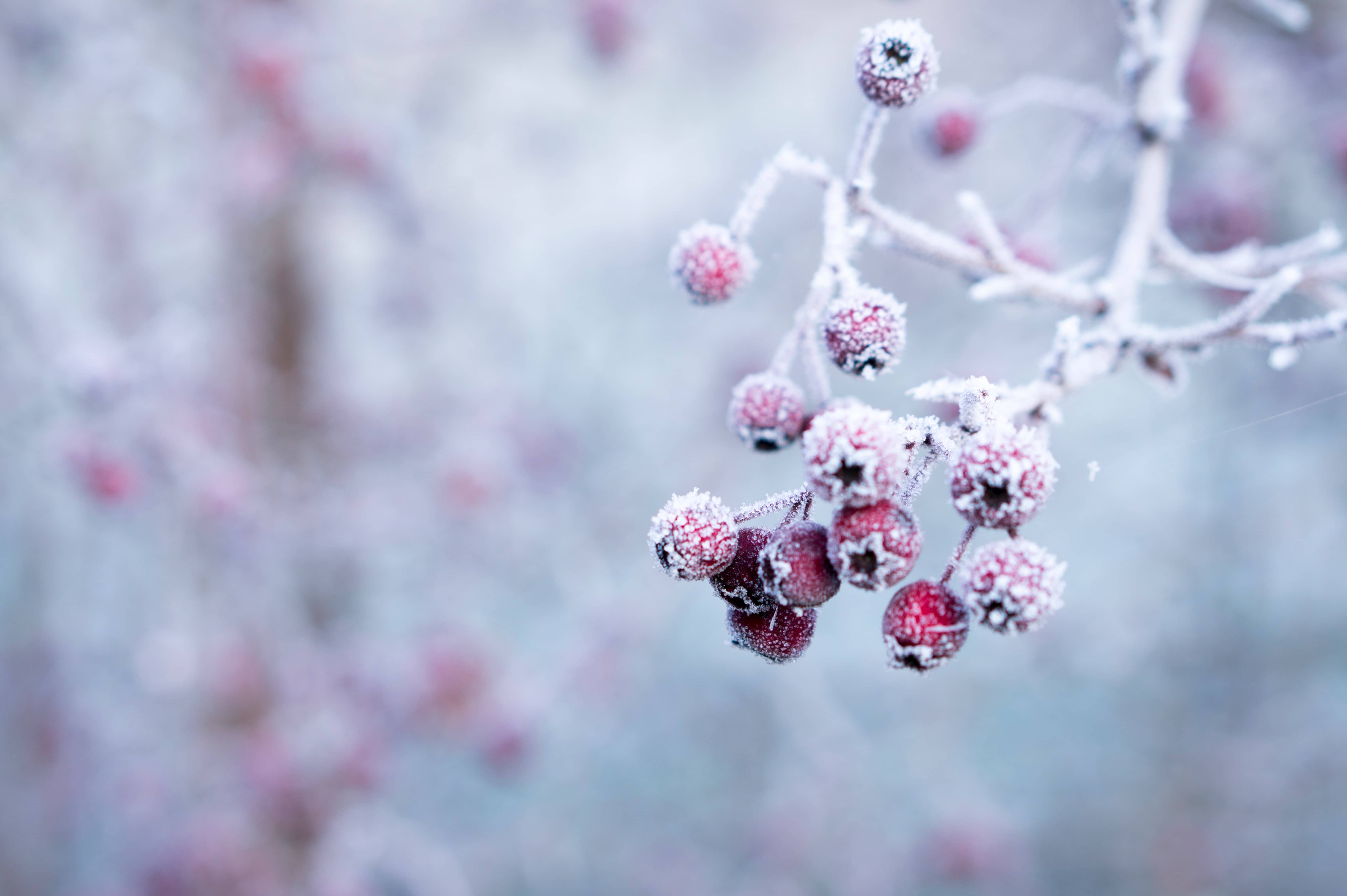 bruyère en hiver